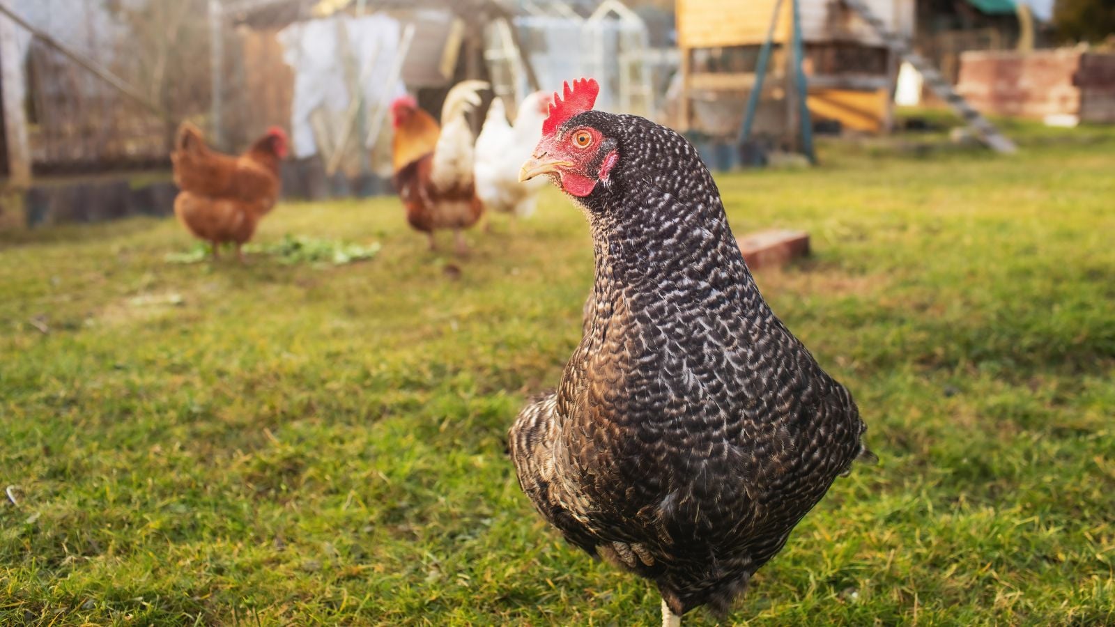 Multiple fall garden chickens scattered on the lawn that appear green under the warm sunlight
