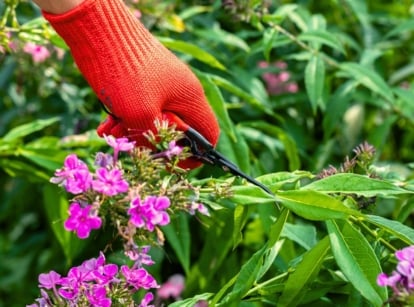 Close-up of a gardener's hand in a red glove with scissors cutting off faded phlox flowers among green foliage for a fall garden reset.