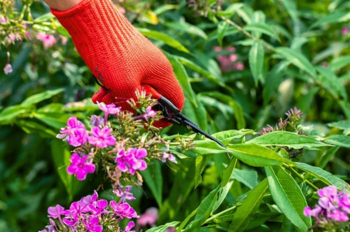 Close-up of a gardener's hand in a red glove with scissors cutting off faded phlox flowers among green foliage for a fall garden reset.