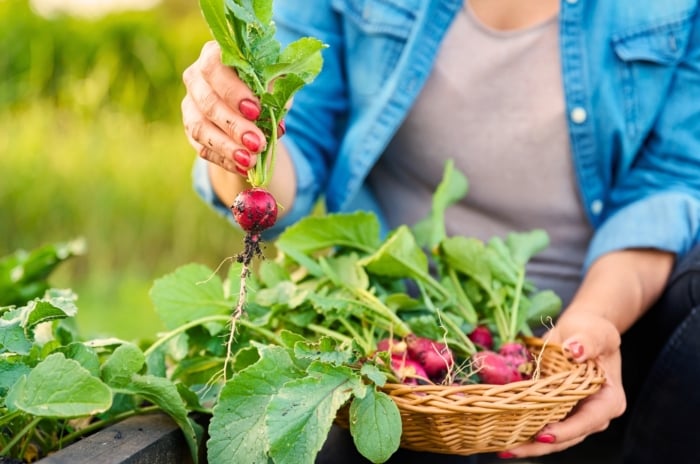 A female gardener gathers the fall vegetable harvest of radishes with rounded pink roots and tufts of green foliage on top, arranging them in a wicker basket in the garden.