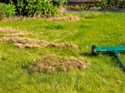 Dry grass debris left on a green lawn after a mechanical lawn dethatcher performs fall lawn renovation.