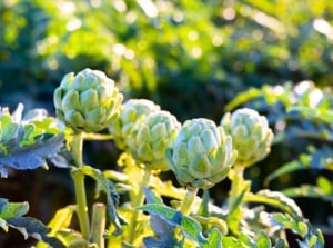 A group of fall perennial vegetables with large, tightly-packed green buds and overlapping leaf-like layers.