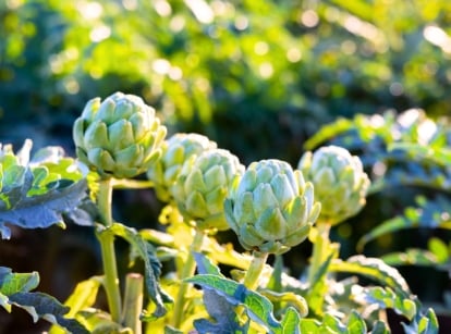 A group of fall perennial vegetables with large, tightly-packed green buds and overlapping leaf-like layers.