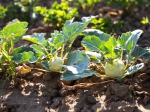Green kohlrabi with round swollen stems and broad leaves growing in a farm bed, ideal for fall succession planting.