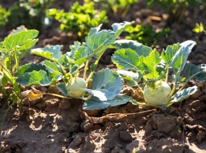 Green kohlrabi with round swollen stems and broad leaves growing in a farm bed, ideal for fall succession planting.