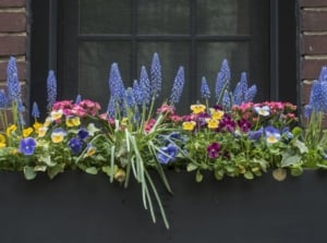 Fall window box plants, appearing to grow lovely flowers in different colors while surrounded by deep green foliage
