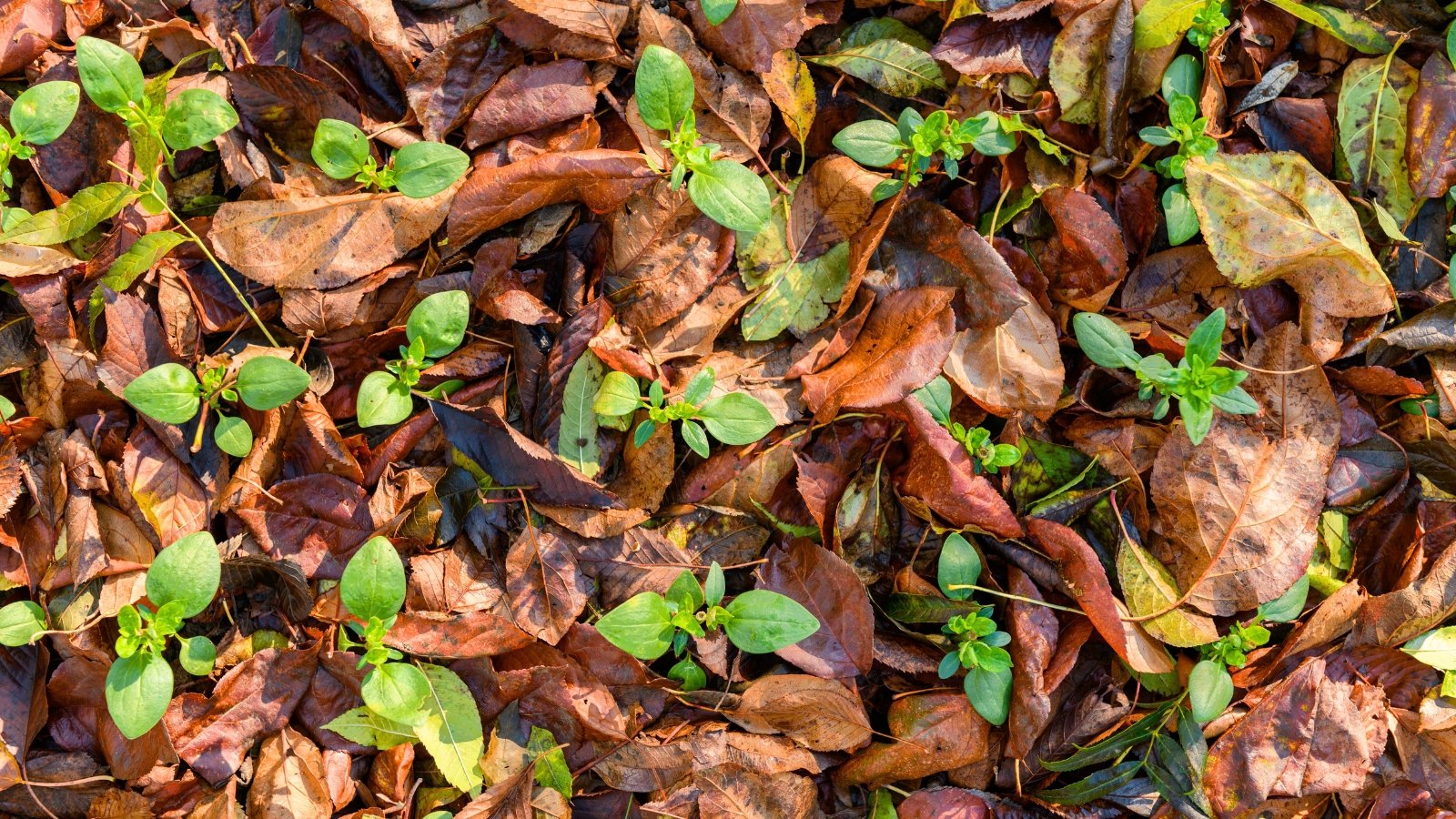 Close-up of a flower bed mulched with a thick layer of fallen brown leaves surrounding green flower seedlings.