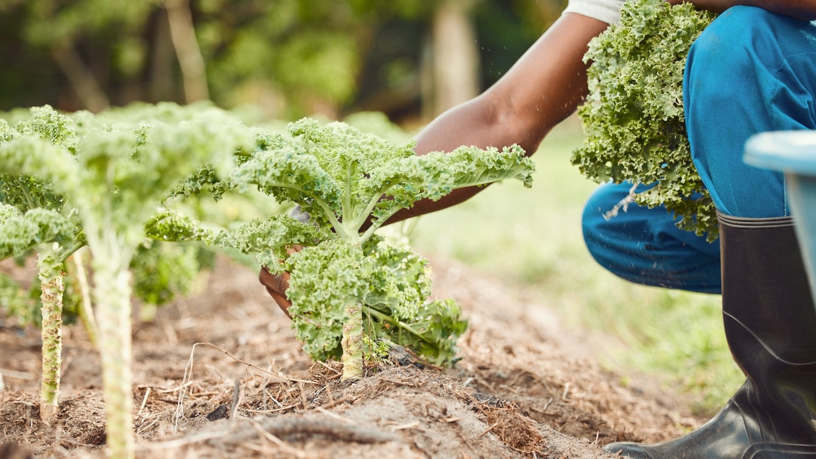 Farmerβs hands gather dark green, tightly ruffled curly kale leaves from sturdy stems in a sunny garden.