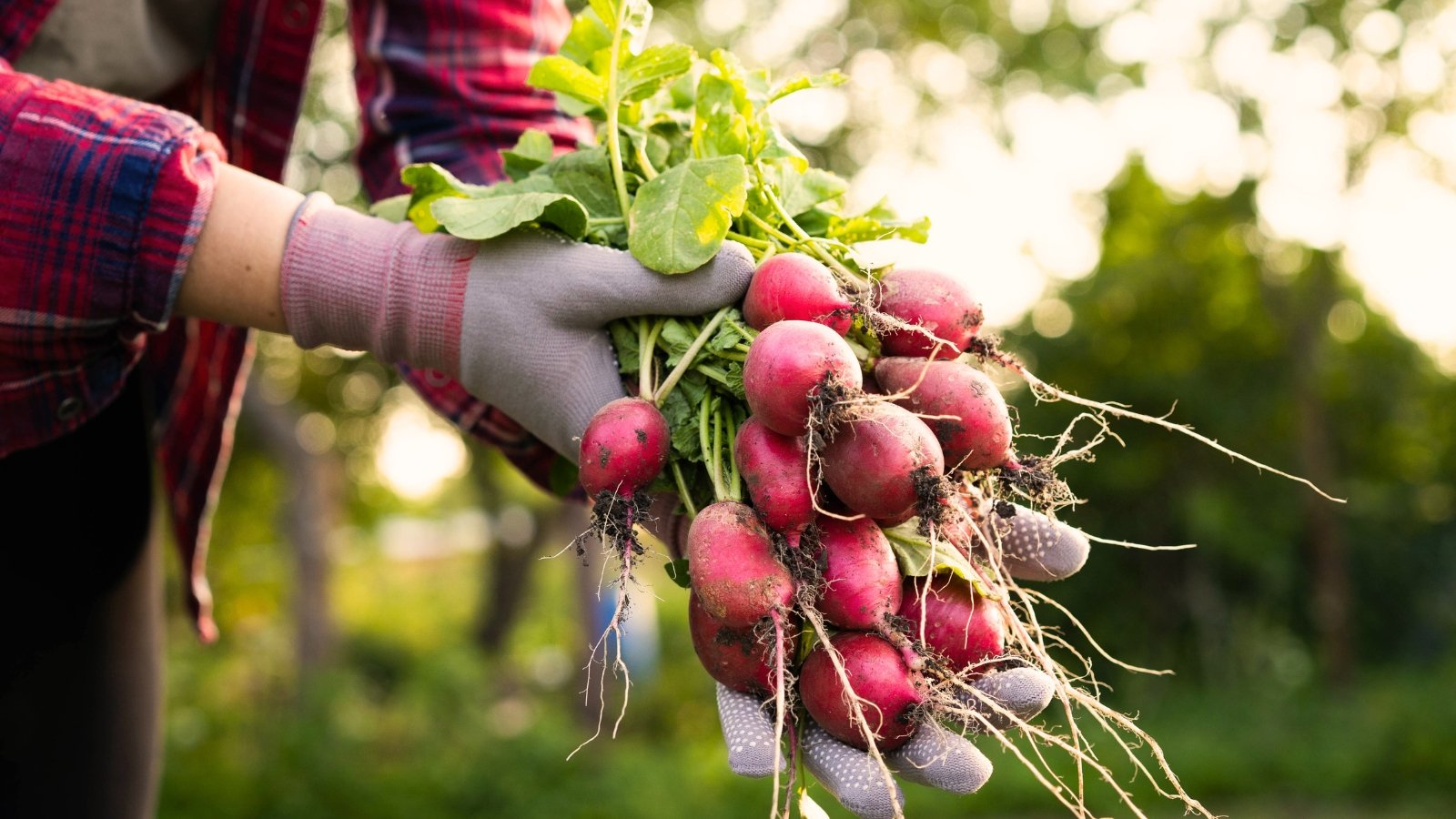 A farmer holds a bunch of freshly picked radishes in gloved hands, their bright red round roots with thin taproots contrasting against the green leafy tops in the garden.