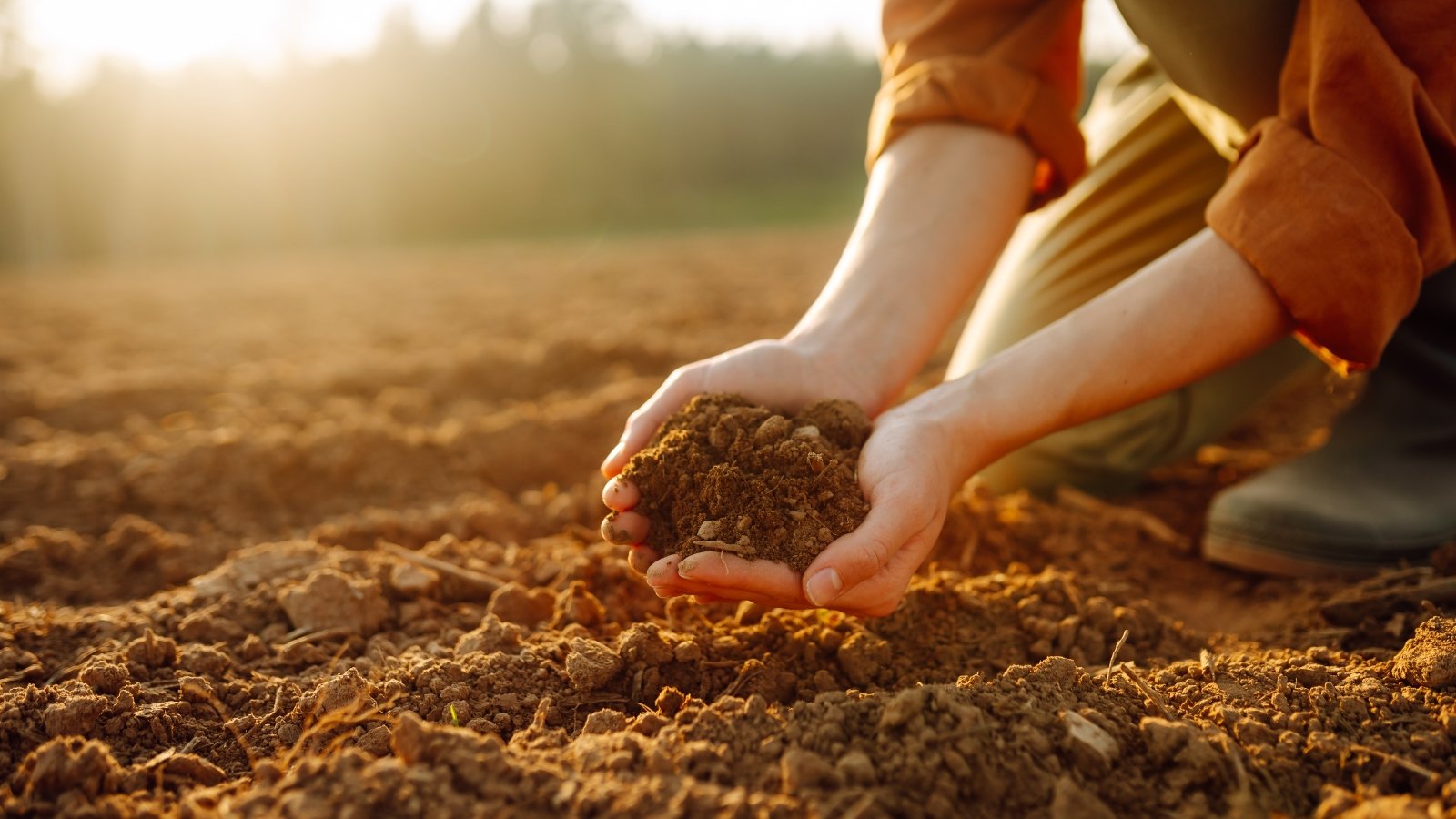 Close-up of female hands holding rich, dark brown soil against a sunlit, loose garden field.