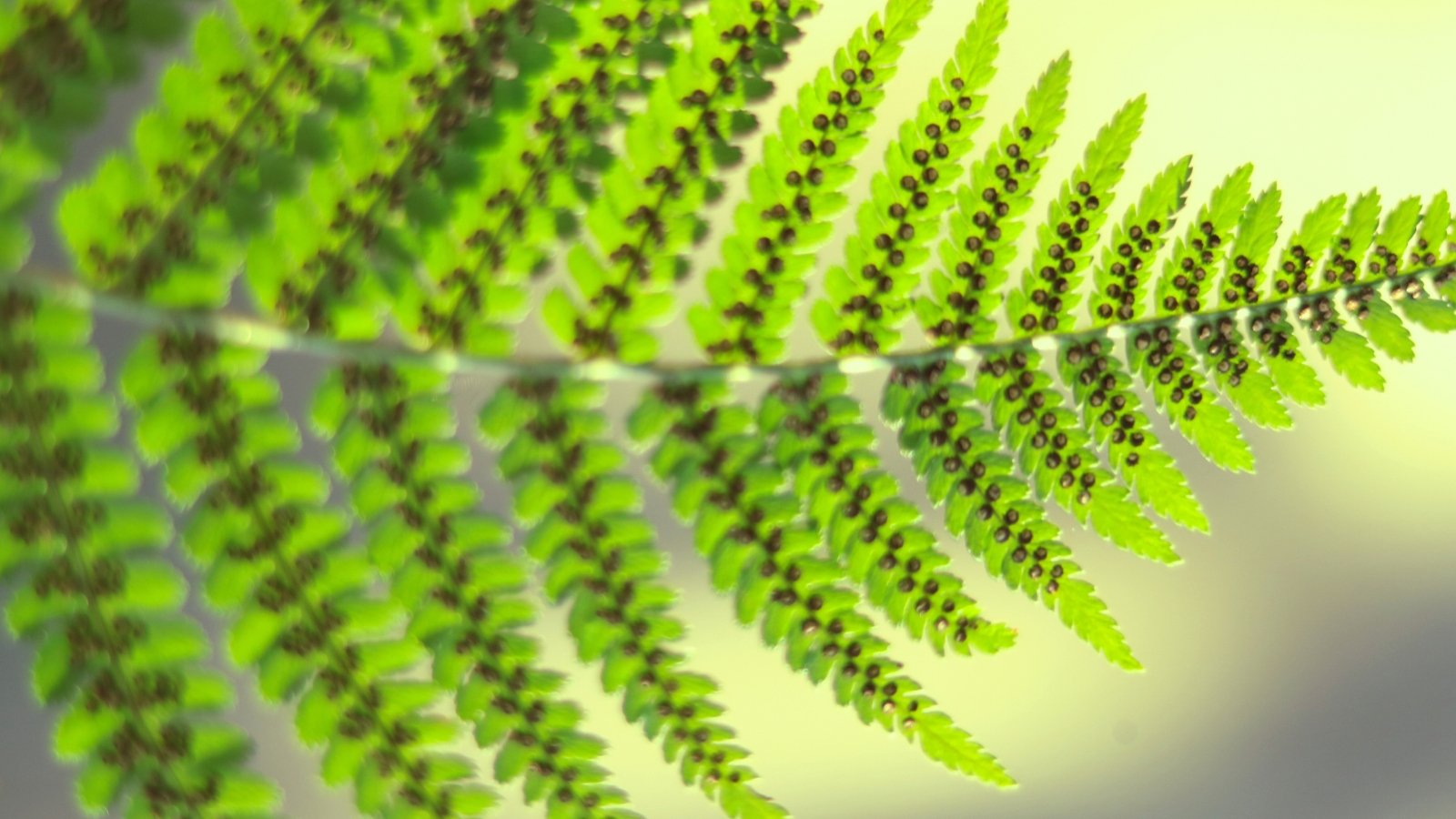 Close-up of a fern leaf with neat rows of tiny, round spores lining the undersides of its leaflets.