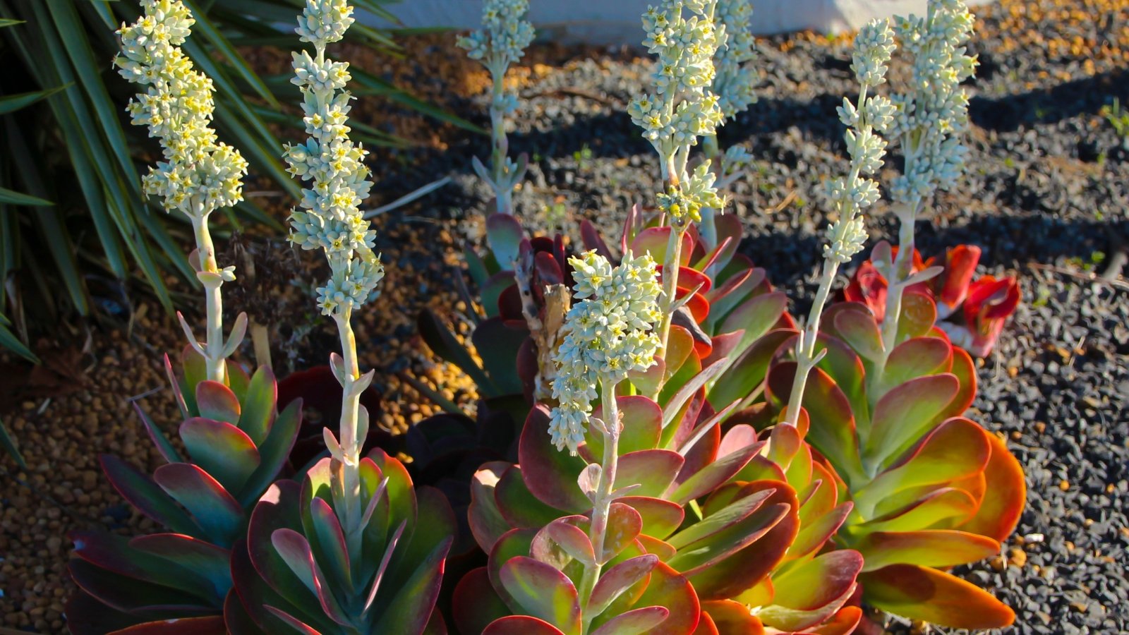Clusters of thick, round green leaves with red edges topped with tall stems of pale green flowers in full bloom.