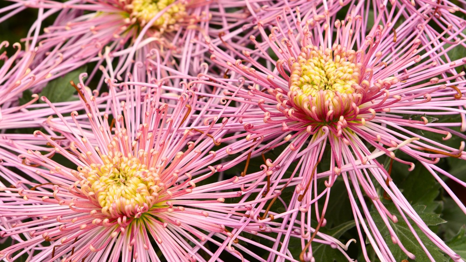 Close-up of “fleur de lis” chrysanthemums with tightly curled, pointed petals radiating outward in layered rosettes, displaying pale pink petals with subtle hints of pale yellow at the center.