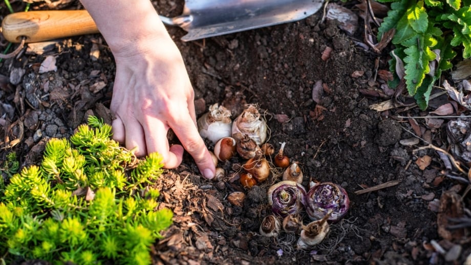 5 Ways to Prepare the Ground for Fall Bulbs Now