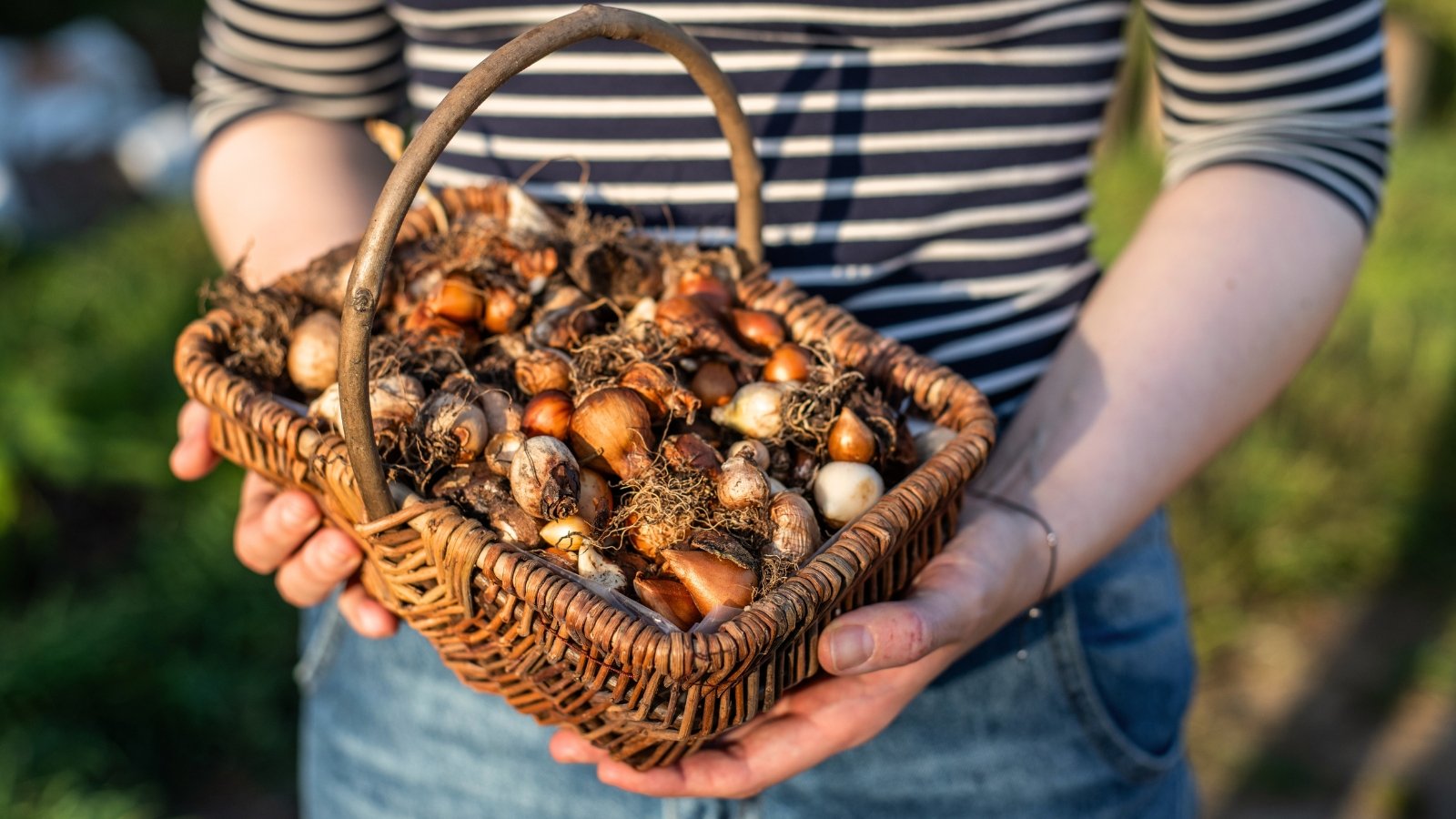 A female gardener holds a small basket full of various flowering bulbs with dry tufts of roots sticking out.