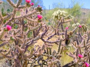 A densely branched example of flowering desert plants with spiny, woody stems and several small, bright pink flowers.