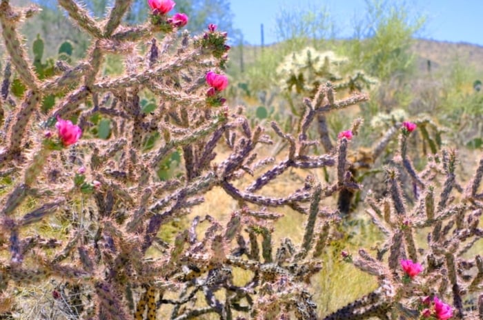 A densely branched example of flowering desert plants with spiny, woody stems and several small, bright pink flowers.