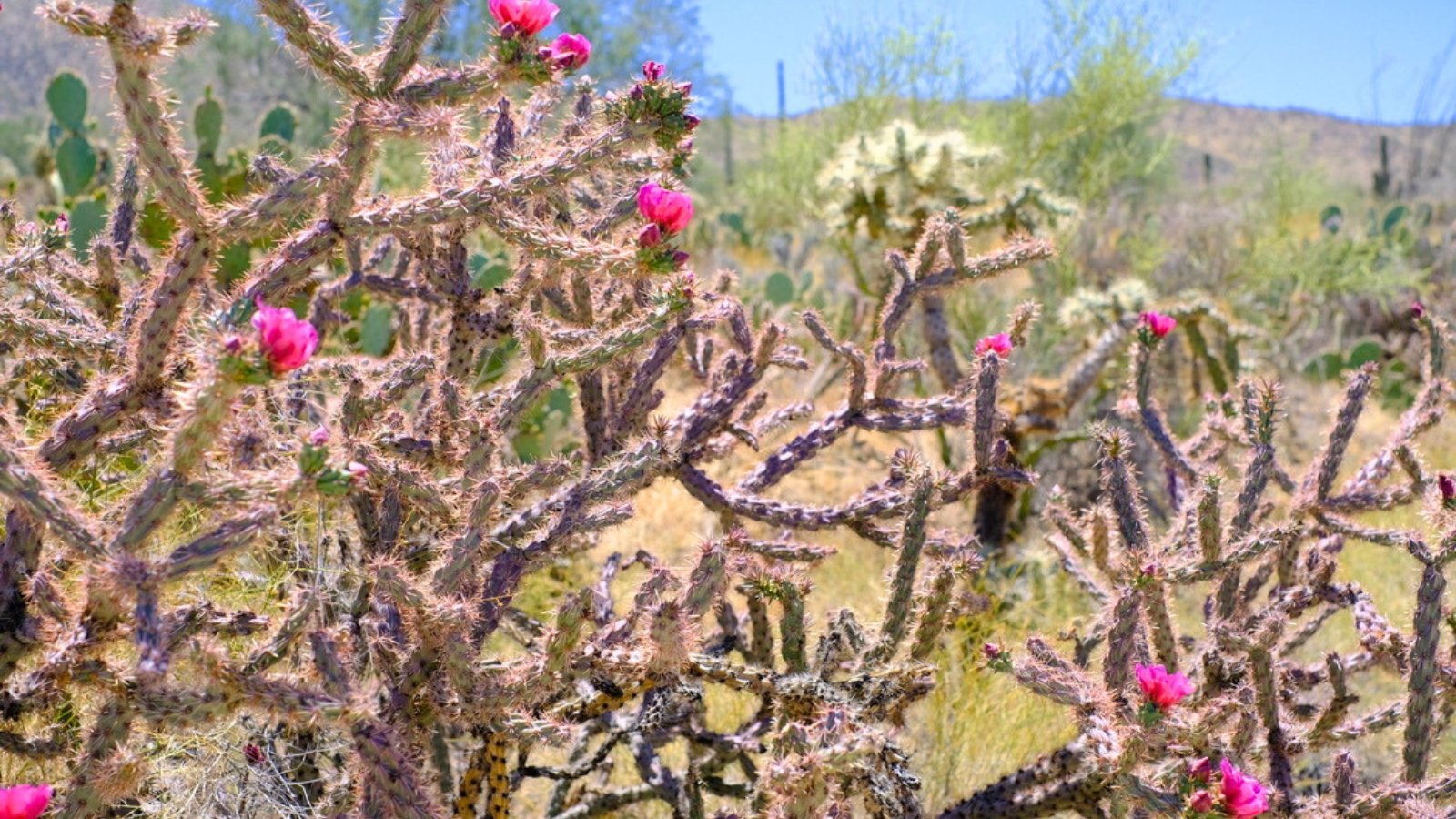 15 Gorgeous Flowering Desert Plants