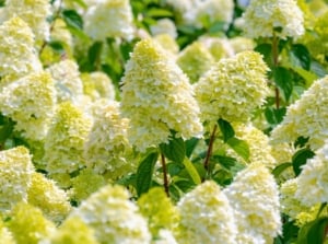A grouping of large, conical clusters of small, pale green and white flowers blooming on a plant with broad green leaves in an August garden.