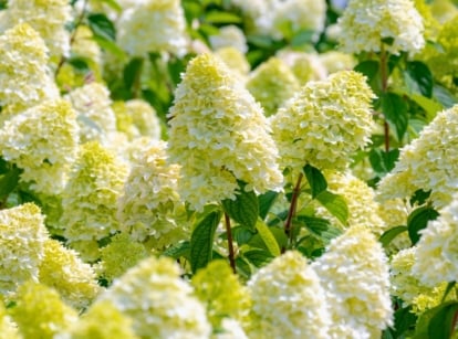 A grouping of large, conical clusters of small, pale green and white flowers blooming on a plant with broad green leaves in an August garden.