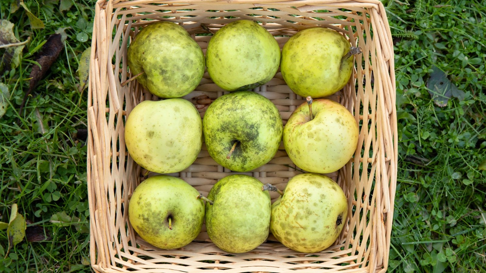 Apples neatly arranged in a small basket on grass, showing dark sooty blotch patches and clusters of tiny flyspeck spots on their skin.