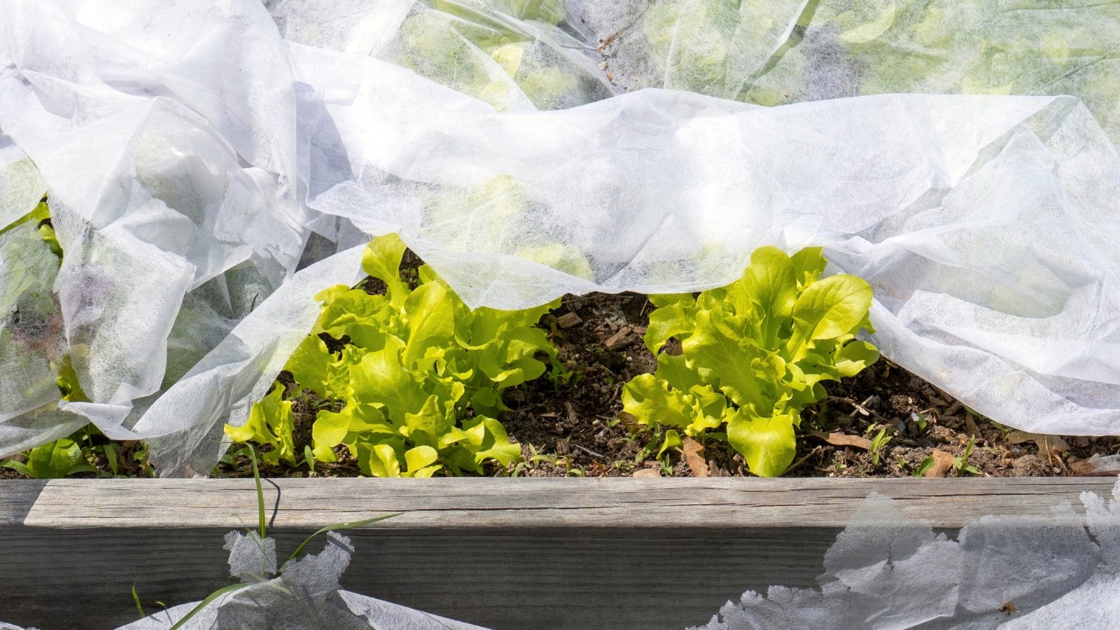 Fresh green lettuce with tender, slightly ruffled leaves pokes through a row cover in a wooden raised garden bed.