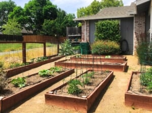 Rows of wooden raised beds with young tomato plants, peppers, flowering marigolds and other plants in the front yard.