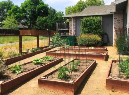 Rows of wooden raised beds with young tomato plants, peppers, flowering marigolds and other plants in the front yard.