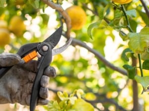 Close-up of a gardener’s hand in a grey glove holding pruning shears with a lemon tree of green leaves and ripening fruits in the background, showing the need for pruning after harvest.