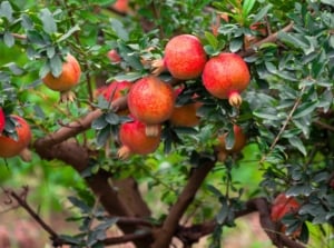 Pomegranate tree with glossy green leaves, slender branching stems, and round reddish fruits, a fruit tree ideal to plant in September.