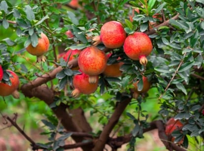Best Fruit And Nut Trees to Plant in Florida: Top Picks for Success