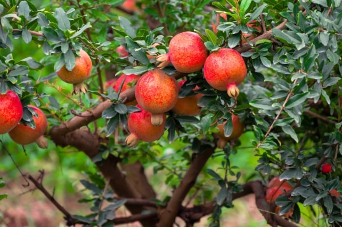 Pomegranate tree with glossy green leaves, slender branching stems, and round reddish fruits, a fruit tree ideal to plant in September.