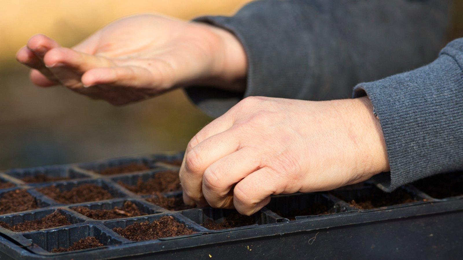 Close-up of a gardener’s hand sowing small seeds into a black plastic seed-starting tray filled with rich, dark soil.