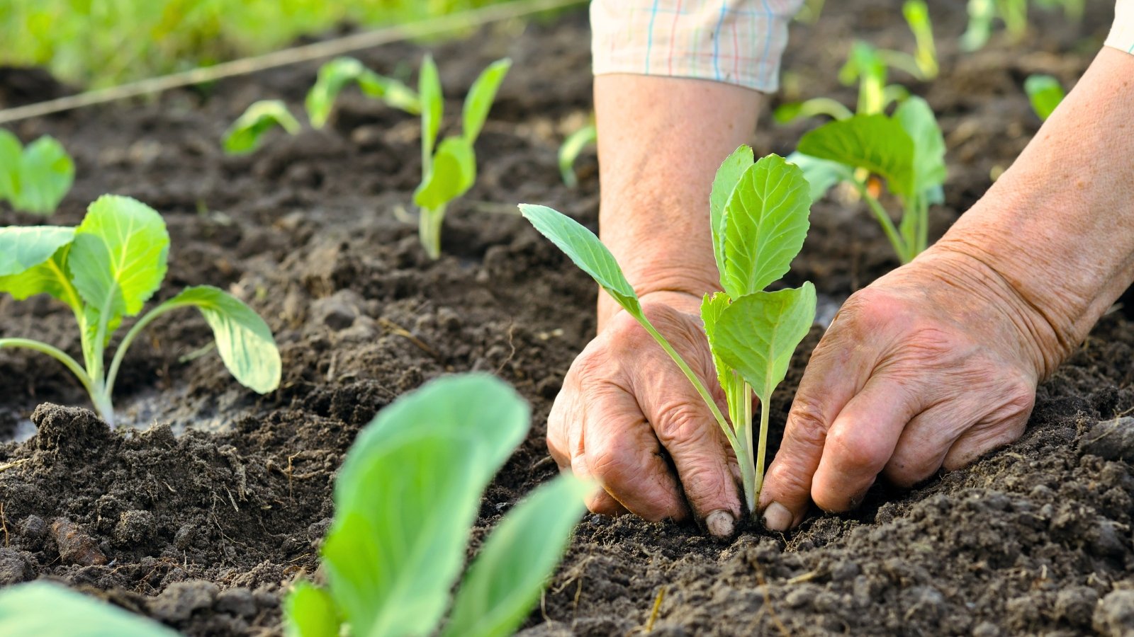 A gardener’s hands gently place a young cabbage seedling with tender pale green leaves and slightly ruffled edges into the soil among other seedlings in the garden bed.