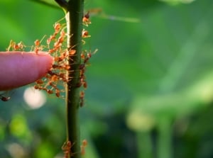 Close-up of red ants swarming a green stem and biting a human finger that approached to get rid of garden ants.