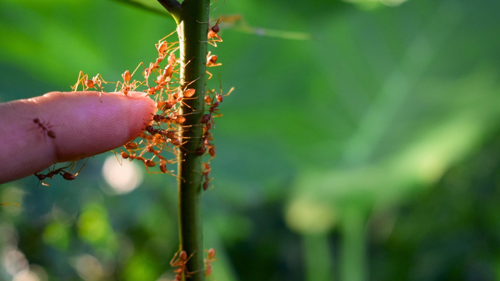 Close-up of red ants swarming a green stem and biting a human finger that approached to get rid of garden ants.