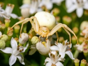 A White Goldenrod Crab Spider with a pale body and long legs blends into a cluster of small white flowers, showing how good and bad garden spiders can both play a role in nature.