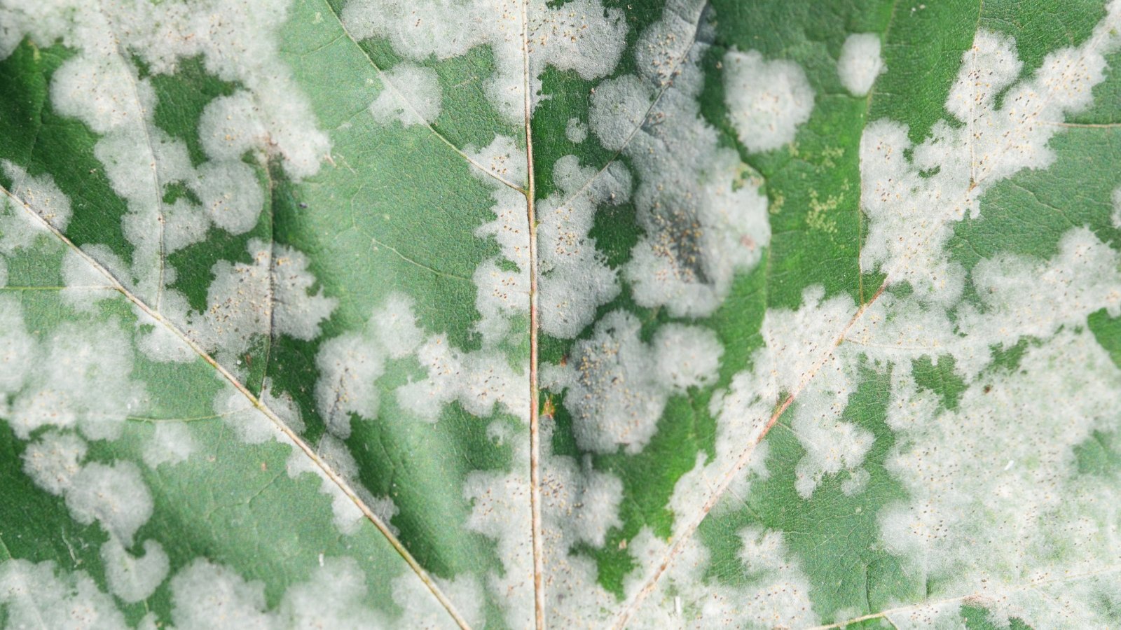 Close-up of a green grape leaf with lobed shape, heavily coated in white, powdery spots.