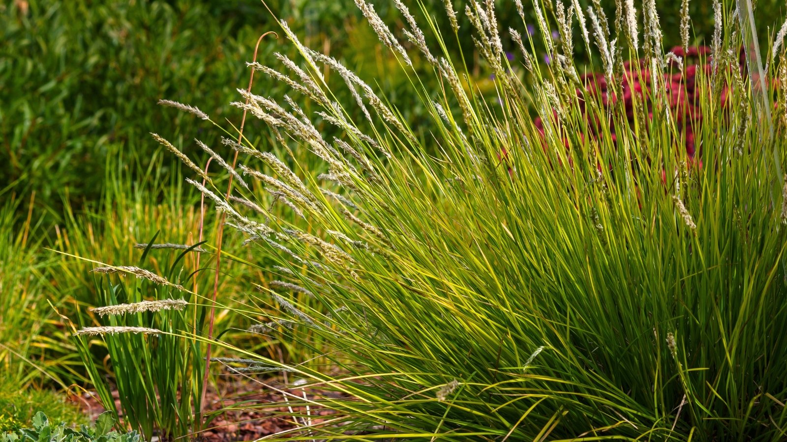 Tufts of fine blue-green foliage topped with slender cream-colored flowers, one of the grasses that is green all year.
