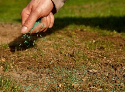 Close-up of a man’s hand scattering small green grass seeds over bare soil spots on a lawn.