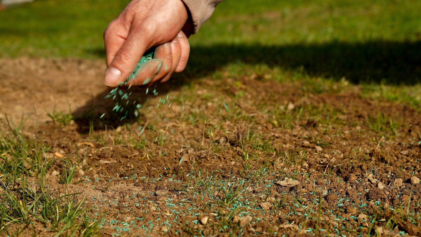 Close-up of a man’s hand scattering small green grass seeds over bare soil spots on a lawn.