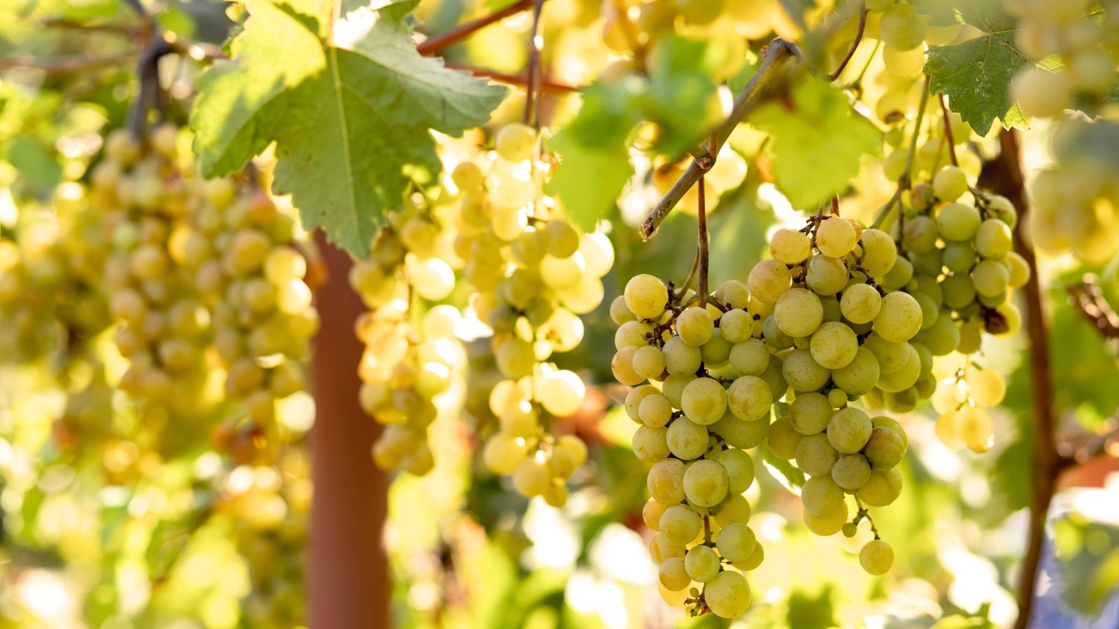 Clusters of ripe green grapes hang from leafy, vining branches, glowing in the sunlight of a garden.