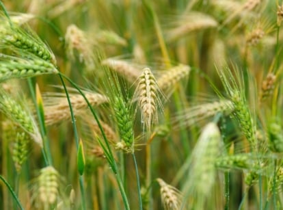 Dew-covered Tibetan hulless barley sways in the field, its green and golden seedheads ready to harvest, part of crops grown to produce grains for bread.