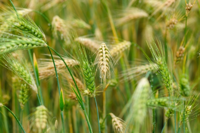 Dew-covered Tibetan hulless barley sways in the field, its green and golden seedheads ready to harvest, part of crops grown to produce grains for bread.