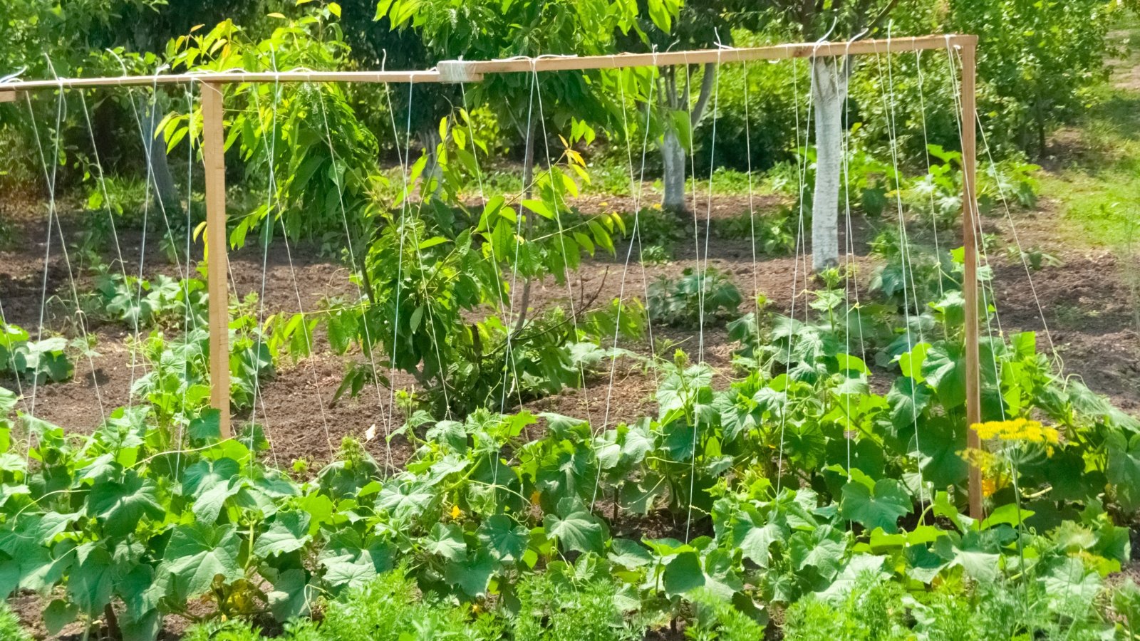 Young cucumber plants with broad, vibrant green leaves and curling tendrils climb upward on posts and strings in a sunlit garden.