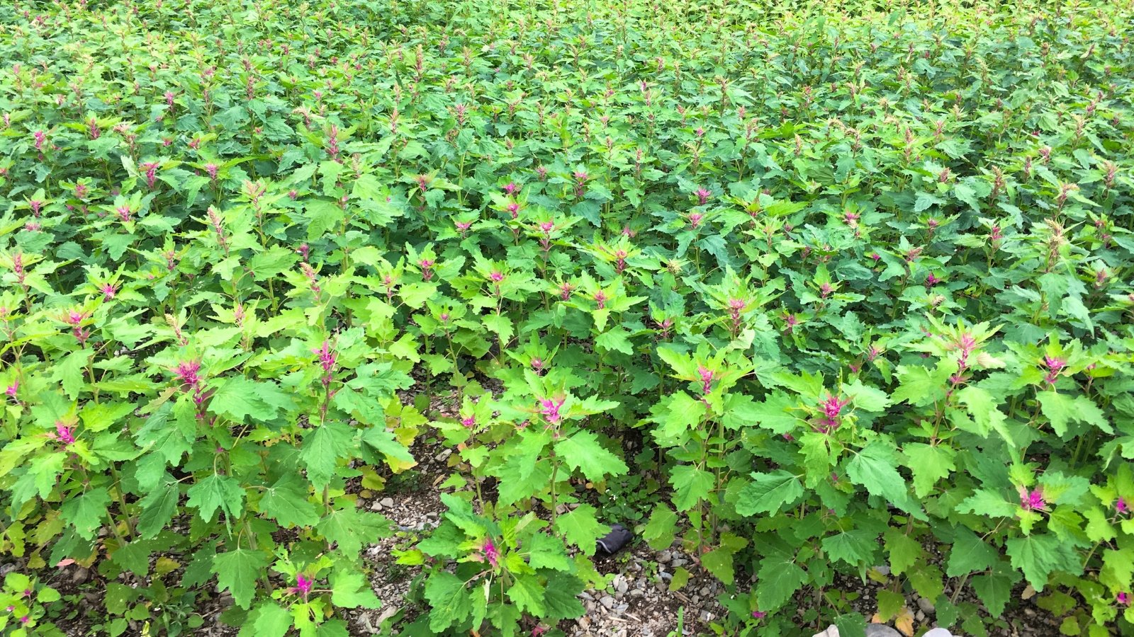 Young quinoa plants with bright green, broad, slightly serrated leaves and vibrant purple-tinted tops growing densely in a field.