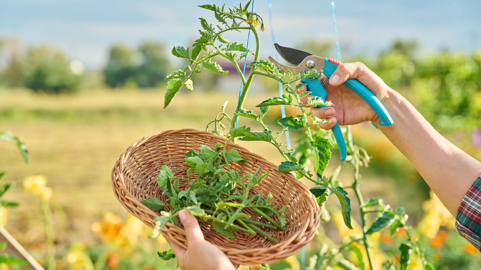 Close-up of female hands with blue pruning shears cutting tops of tomato plants in a sunny garden.