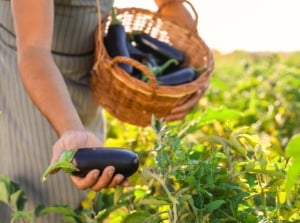 Woman harvests glossy purple eggplants into a basket from lush green foliage in the August garden.