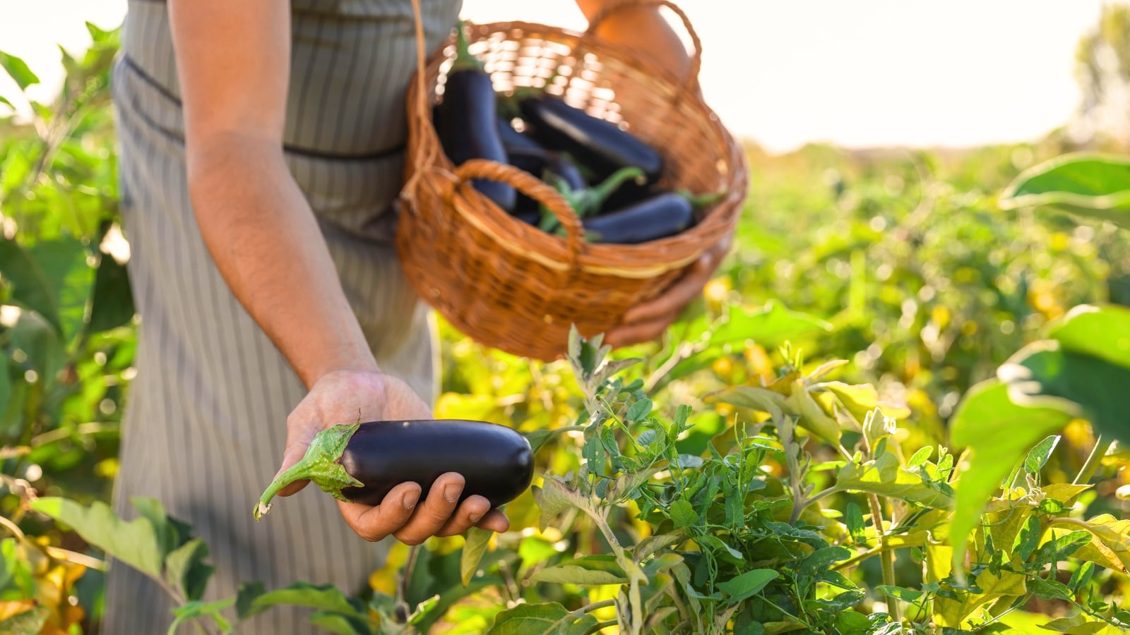 Woman harvests glossy purple eggplants into a basket from lush green foliage in the August garden.