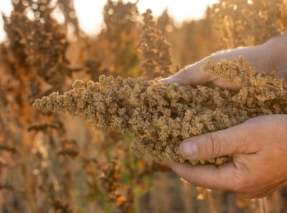 Farmer’s hands holding freshly harvested quinoa seed heads dense with small, round, pale seeds in a garden setting.